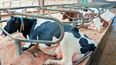 Diseño de ordeño y sanidad en tambos para prevenir mastitis.