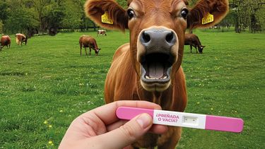 Llegó el momento de definiciones. Veterinarios cuentan cómo fue el manejo en su zona.