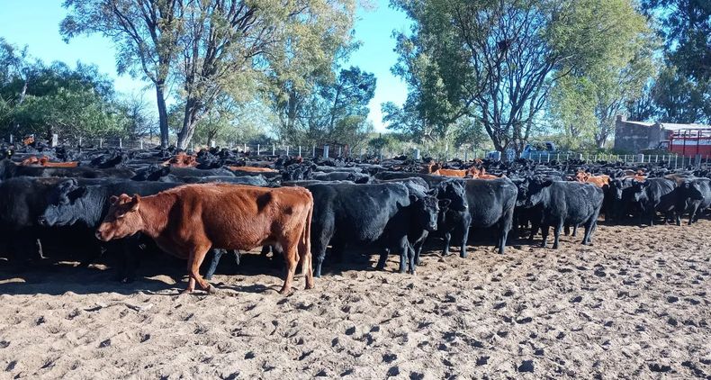 La ganadería en vastas zonas áridas es un desafío para el productor.