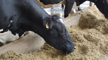 Existen otrasestrategias nutricionales con el objetivo de atenuar el estrés térmico a travésde mejoras en el proceso ruminal.