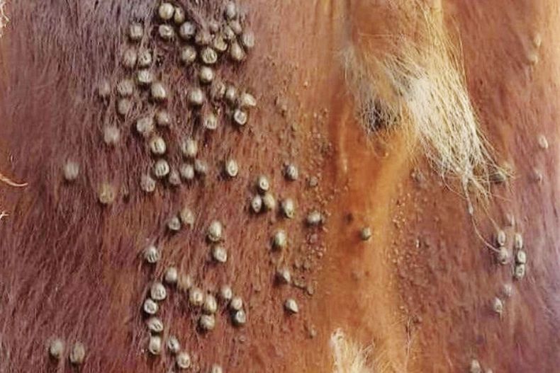 Curso de garrapata bovina y anaplasmosis: formación veterinaria en Entre Ríos.