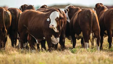 Jornada de cría bovina del IPCVA: nutrición y trazabilidad.