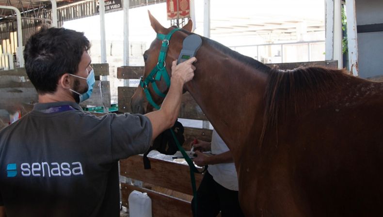 Antes de abrir las exportaciones, Senasa dio cuenta a su par en Namibia sobre la situación sanitaria de los equinos en Argentina.&nbsp;
