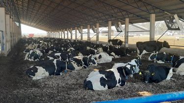 Las Buenas Prácticas en Lechería permiten lograr la sustentabilidad ambiental, económica y social para procesos en la unidad productiva.