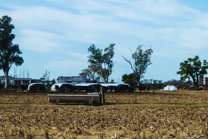 Gestión del agua en el tambo, clave para mejorar la producción.