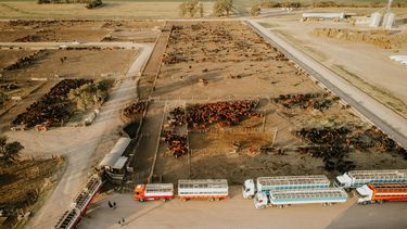 Manejo. Las chilcas dedica 2.000 has. a la producción animal y tiene capacidad instalada para 21 mil bovinos.