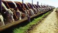 La oferta de carnes crece, pero falta retención ganadera.