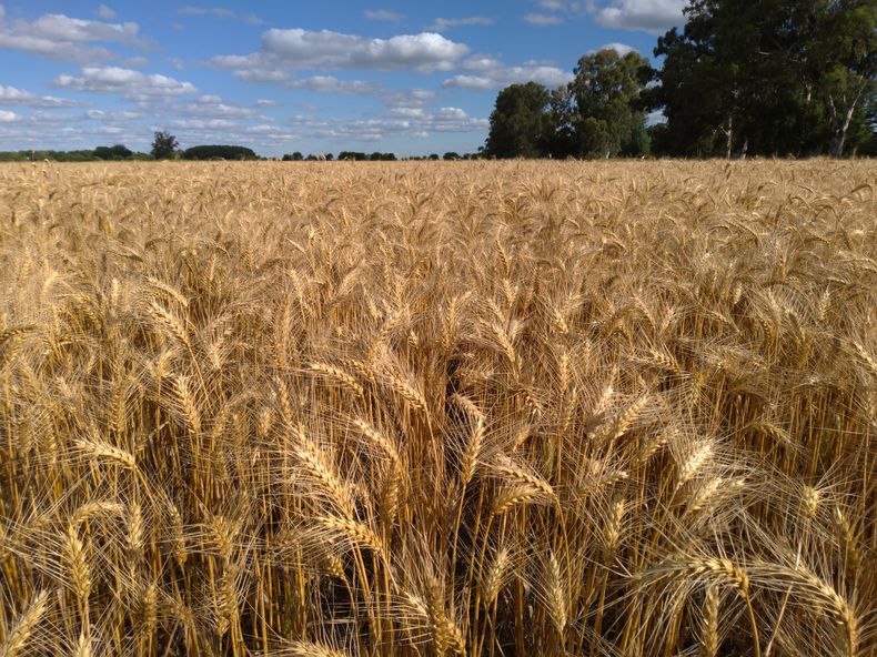 Trigo. La Asociación Civil Fertilizar estimó que este año el consumo de fertilizantes podría crecer entre un 10% a 11% respecto del año pasado.