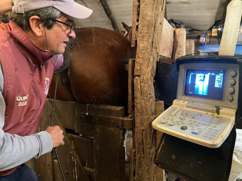 Para el MV Ignacio Díaz, la encefalomielitis equina puede alcanzar una mortalidad del 40%.