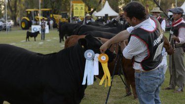 La muestra contó con bovinos de destacada participación.&nbsp;