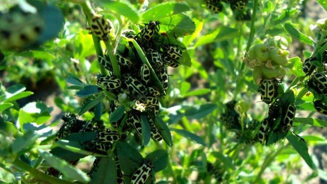 Confirman el efecto tóxico del Siete de oro para los bovinos