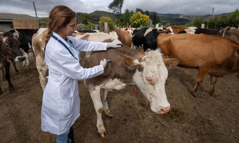 OMSA impulsa la prevención de enfermedades con un enfoque en la vacunación.&nbsp;