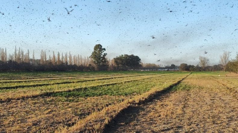 El Programa Nacional de Langostas y Tucuras tiene más de 130 años de antigüedad y actualmente lo lleva adelante la Dirección Nacional de Protección Vegetal del Senasa.