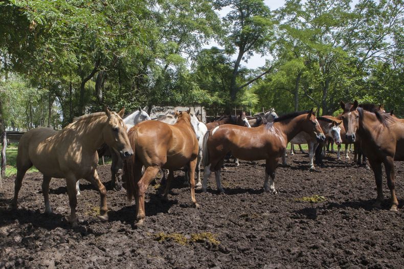 El clave implementar estrategias para proteger a los equinos del estrés calórico.