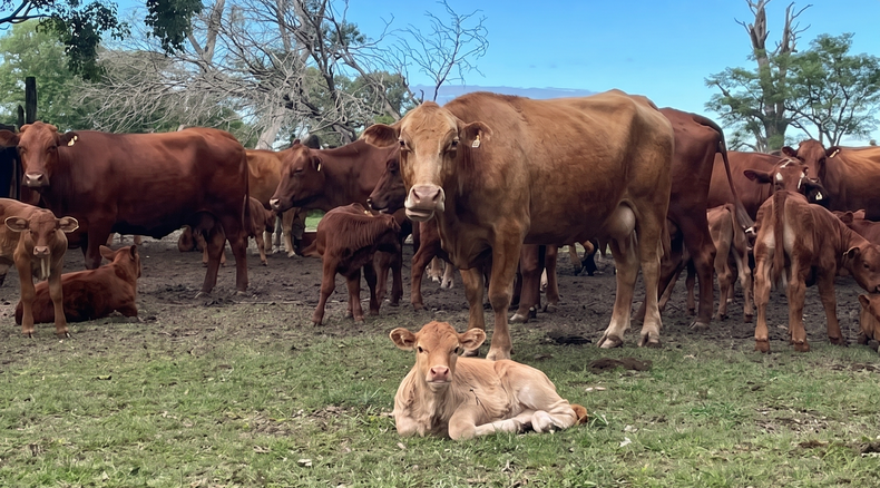 Lote de vacas y terneros del Establecimiento El Cambacito, donde se realiza la investigación.