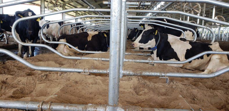 Marcos Sneyder nos cuenta hacia dónde va el tambo en Argentina.&nbsp;&nbsp; &nbsp;&nbsp;&nbsp;&nbsp;