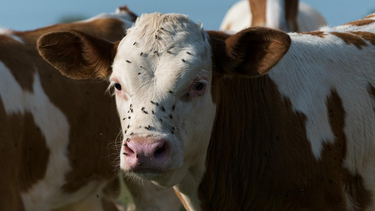 La tripanosomiasis es una enfermedad de difícil diagnóstico en bovinos.