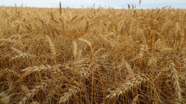 La variabilidad climática asociada a El Niño impacta en la producción y calidad del trigo, un desafío para la agricultura.