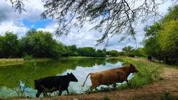 Producción ganadera y conservación avanzan juntas en el monte cordobés.