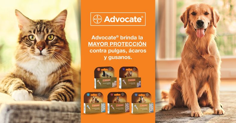 Banner Advocate 02 002.jpg