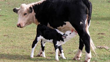 Producción láctea. Los terneros también se benefician del probiótico, al mejorar el calostro.