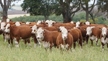 La fertilización impulsa la producción de forrajes y la rentabilidad.