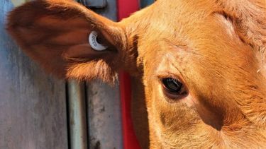 Identificación animal. Los dispositivos deberán acompañar al animal toda su vida.