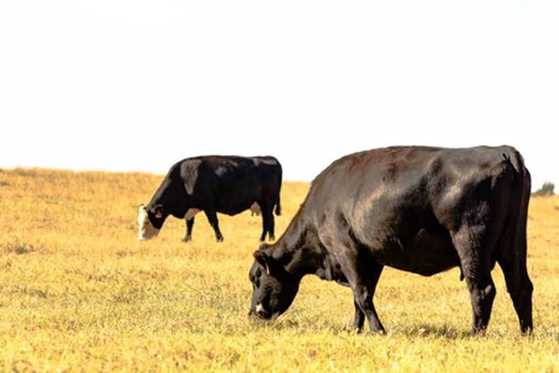 Los bovinos de razas europeas, como el Aberdeen Angus, son más propensos al estrés por calor por su piel oscura y temperamento nervioso.