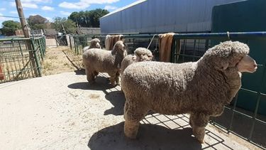 La disposición alcanza a ovinos de pedigrí que participen en exposiciones o remates.