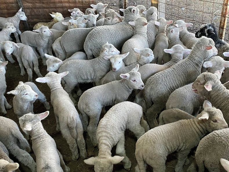 Novedades en ovinos.&nbsp;