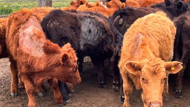 Motivar | sarna 3.jpg