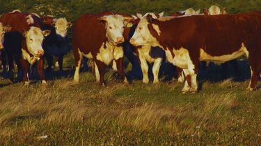 INTA y Argentina impulsan carne sustentable con mayor productividad.