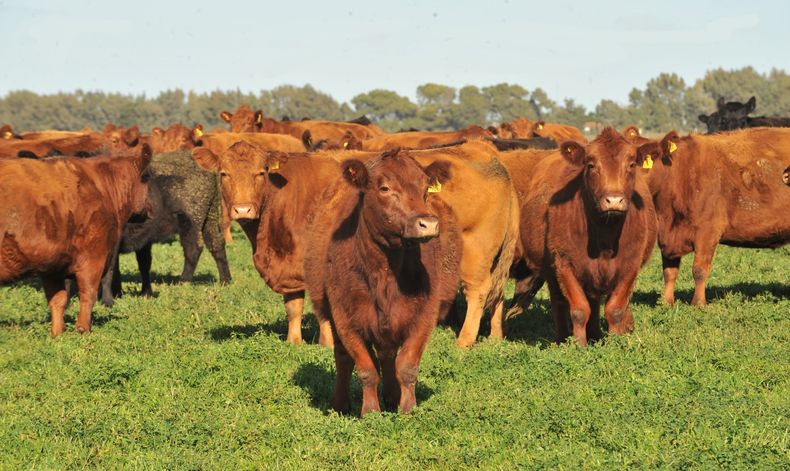 Recría bovina: base para medir y reducir emisiones ganaderas.