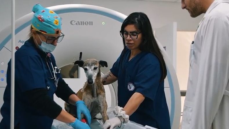 El flamante servicio prestigia a la facultad veterinaria de Casilda, que será la primera en el país en contar con esta tecnología de punta.&nbsp;