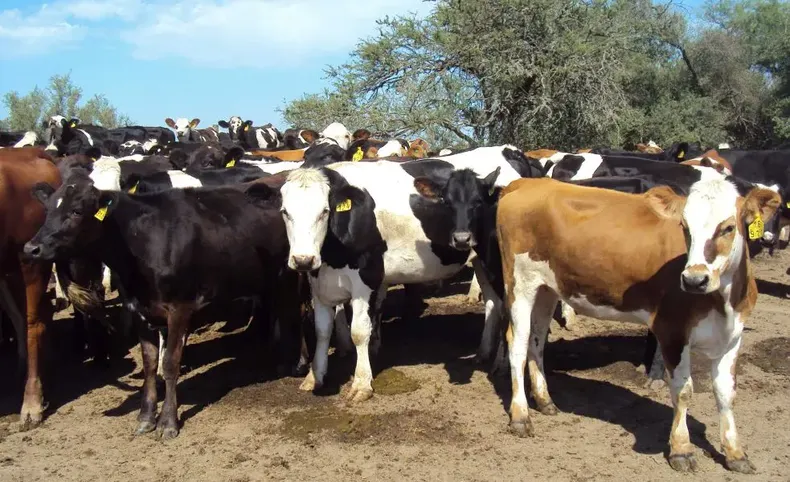 Cría bovina: clave planificar el manejo para enfrentar el invierno con eficiencia.