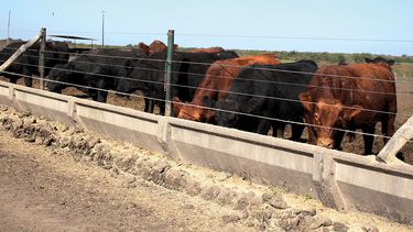 Motivar | Feedlot.jpg