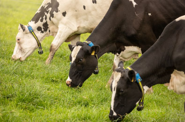 Una salud: la próxima pandemia puede empezar en el campo.