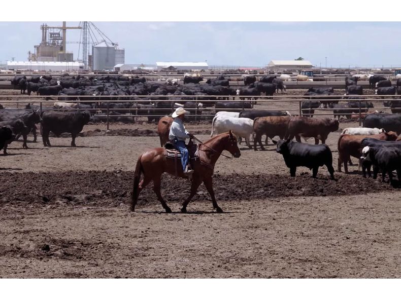El feedlot más grande de Estados Unidos.
