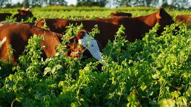 La integración agrícola-ganadera como una estrategia clave para los rendimientos.