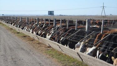 Comprender y abordar los desafíos específicosque enfrentan los terneros durante el ingreso al feedlot es esencial para eléxito.