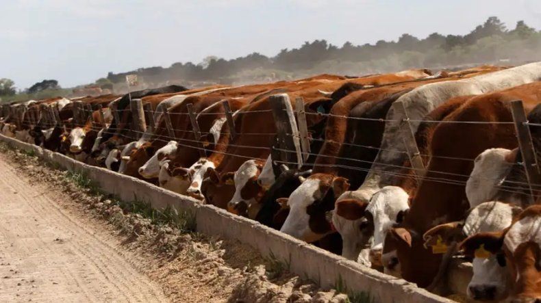 La investigación del INTA permite que los bovinos inicien la dieta sin pasar por el período de adaptación.