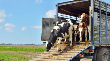 La OMSA exige garantizar el bienestar animal durante el transporte.