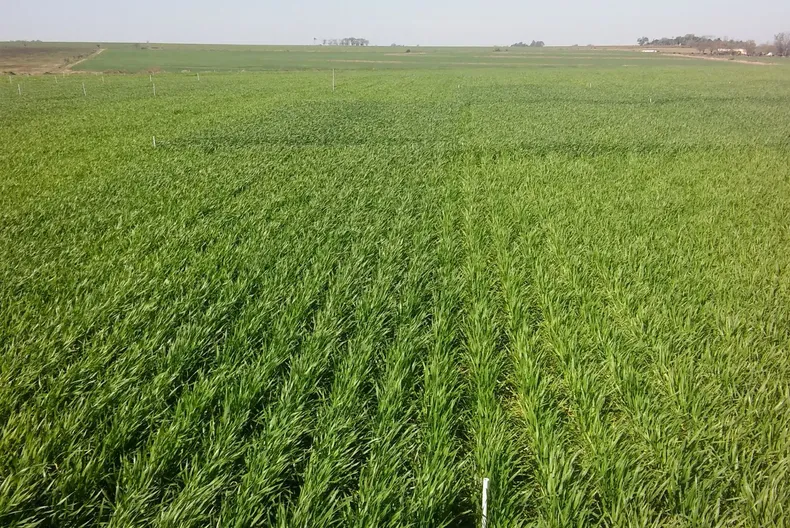 Cultivos. La planificación es clave, especialmente ante suelos exigidos.