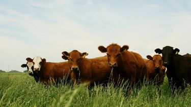 Senasa brinda información sobre la detección precoz para la acción rápida y el control, mitigación y/o erradicación de enfermedades.