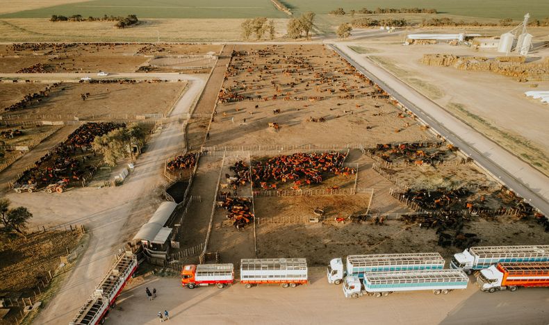Manejo. Las chilcas dedica 2.000 has. a la producción animal y tiene capacidad instalada para 21 mil bovinos.