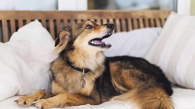 Con el Día Mundial del Perro se busca concientizar yreforzar acerca de la tenencia responsable.