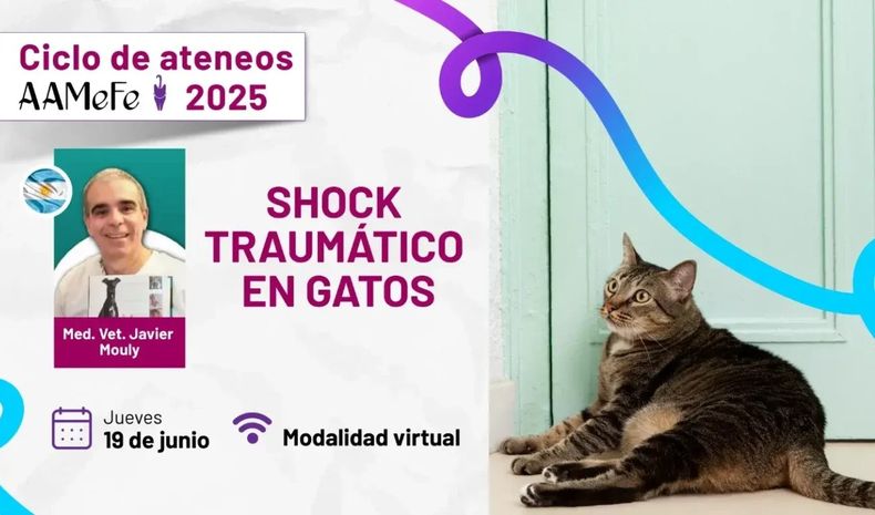 Felinos. El próximo ateneo de AAMeFe será el 19 de junio, dictado por el Dr. Javier Mouly.