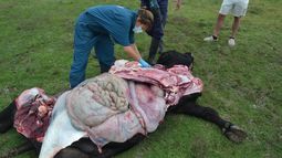 La enfermedad respiratoria bovina es el principal desafío sanitario en los sistemas de engorde a corral. La enfermedad respiratoria bovina es el principal desafío sanitario en los sistemas de engorde a corral.