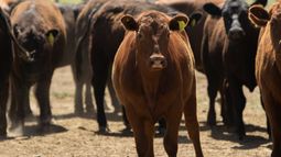 El Senasa automatiza requisitos clave para frenar la brucelosis bovina. El Senasa automatiza requisitos clave para frenar la brucelosis bovina.