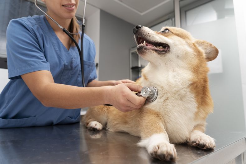 La propuesta es compartir saberes actualizados sobre perros, con evidencia científica.